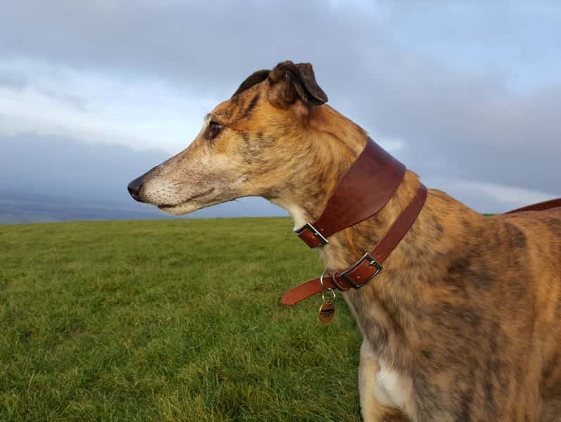Italian brown leather greyhound collar modelled by Victor