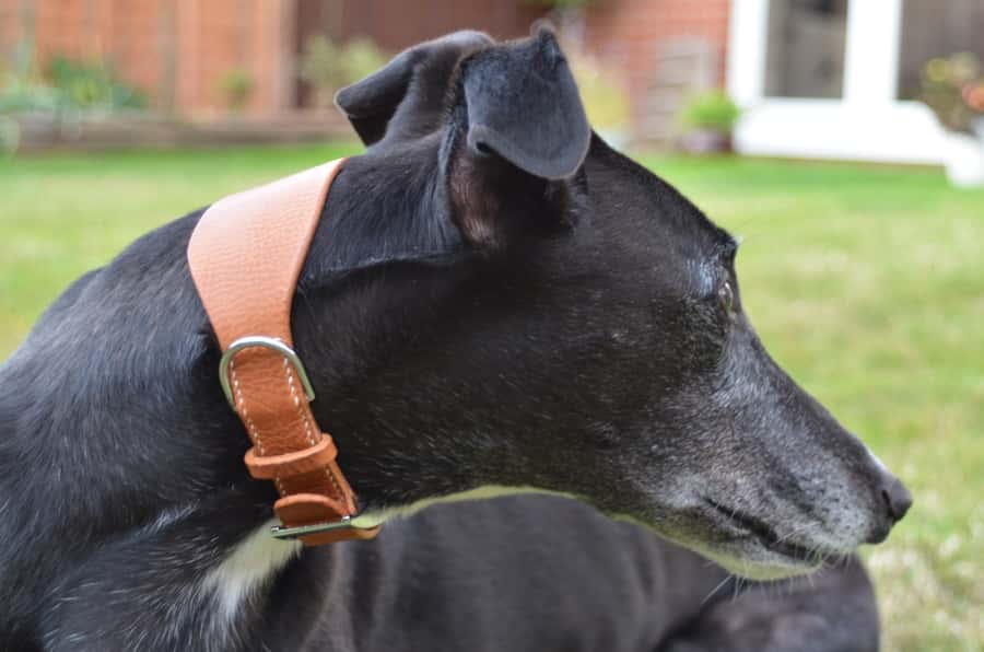 Bubble tan leather greyhound collar being modelled by Sailor