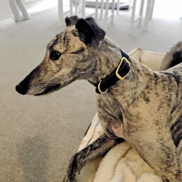 Greyhound wearing a brown Italian leather greyhound collar with a brass buckle