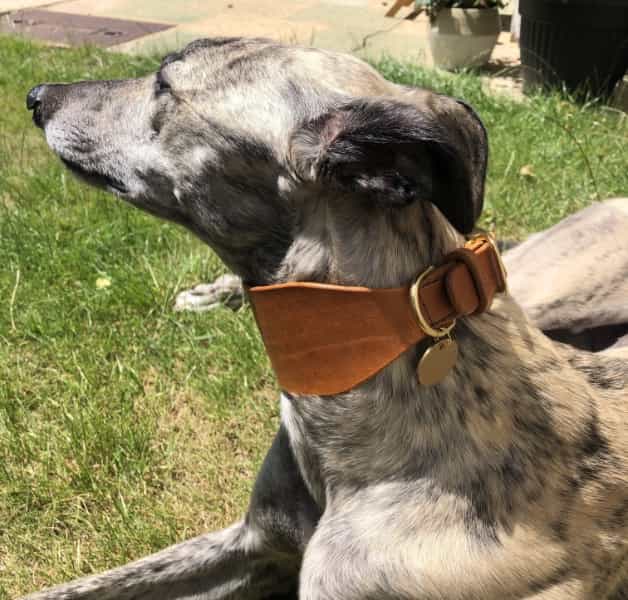 Greyhound wearing tan leather dog collar with brass buckle.